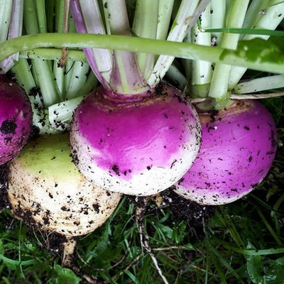 MYLAWN Turnip Shalgam White Purple Seed(2000 per packet)