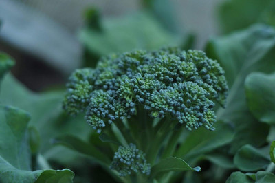 Qualtivate XXX-1A Di Ciccio Broccoli Seeds Seed(300 per packet)
