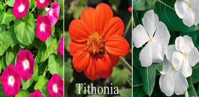 Jevik Ipomea Scarlet O'Hara, Tithonia and White Vinca Seed(100 per packet)