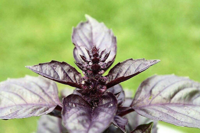 VibeX ® RXI-19 Basil Red Rubin Seeds Seed(1000 per packet)