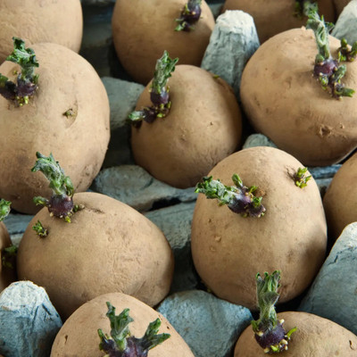 wequality Hybrid indian Potato seedsfor home plant Seed(8 per packet)