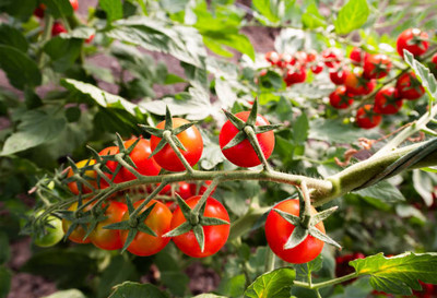 LiveNature tomato Seed(60 per packet)