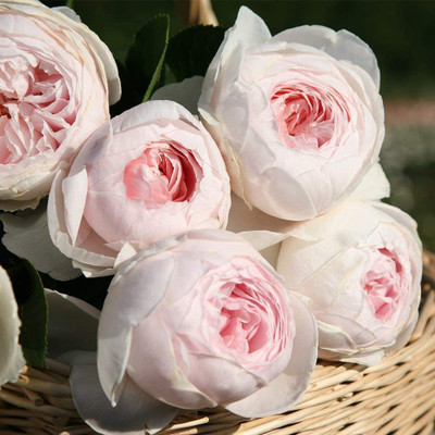 VibeX ® VLR-10 Pink Rose Bush Ready to Plant Seeds Seed(50 per packet)