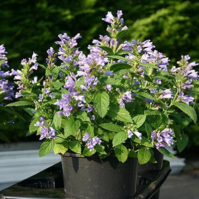 CYBEXIS HUA-14 - Panther Dark Blue Japanese Catmint - (1350 Seeds) Seed(1350 per packet)