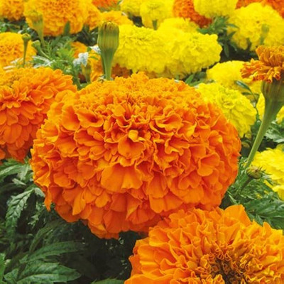 wequality Marigold flower seeds combo/Marigold seeds 152 Seed(152 per packet)