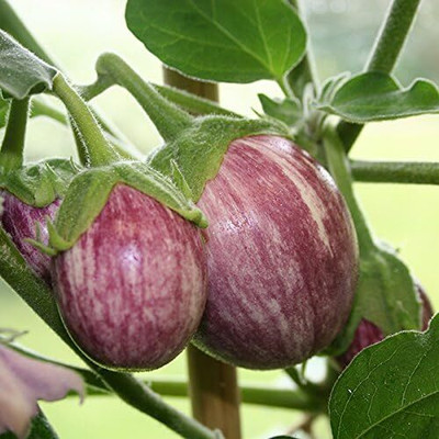 Biosnyg F1 Hybrid Brinjal Pinstripe Dwarf Vegetable ( Seeds) Seed(2000 per packet)