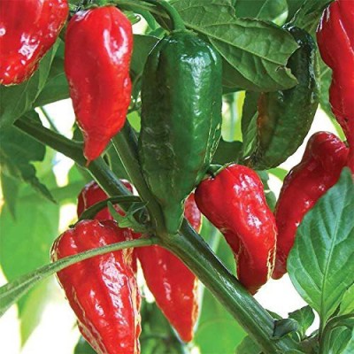 TRICONE Hybrid Hot Papper Ojaswl Red Chilli Gardening Plant 1000 Seeds T15 Seed(1000 per packet)