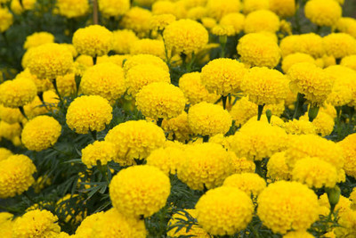 TEEOOCHEEOO marigold,gende ka phool seeds Seed(20 per packet)