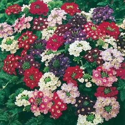 Aro Verbena mix Seed(20 per packet)