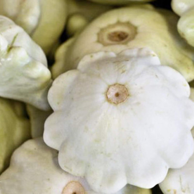 KNESSiN Scallop Squash Pumpkin Seed(400 per packet)