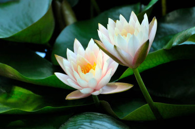 Hybrid Galaxy lotus,kamal gatta Seed(11 per packet)
