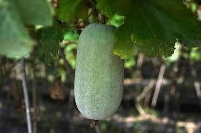 Dbbrothers Ash Gourd Vegetable Seeds for Summer Season pack of 22 Seed(22 per packet)