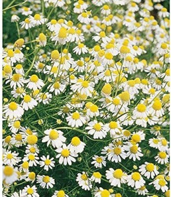 CYBEXIS XLL-18 - Chamomile German- - (750 Seeds) Seed(750 per packet)