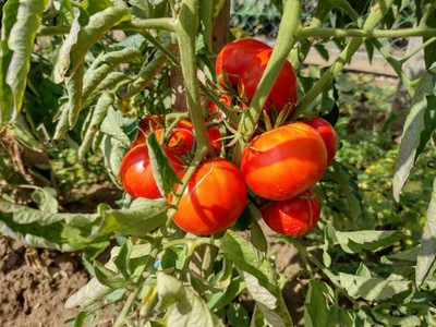 Bharath Agencies tomato Seed(115 per packet)