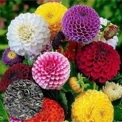 DEYS AGRO ™ daliya flower seeds,flower plant Seed(46 per packet)