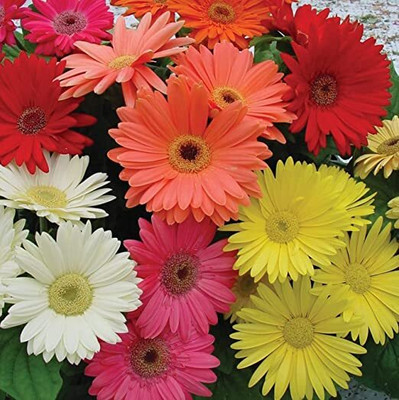 Aywal Gerbera Seed(50 per packet)