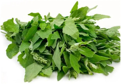 RISTO Bathua Saag Fresh Vegetable Seed(220 per packet)