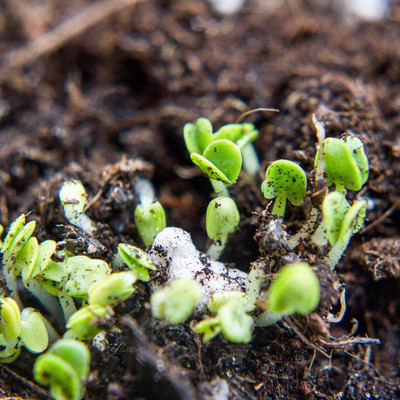 CYBEXIS Grow your own indoor Basil: Plant Seeds1000 Seeds Seed(1000 per packet)