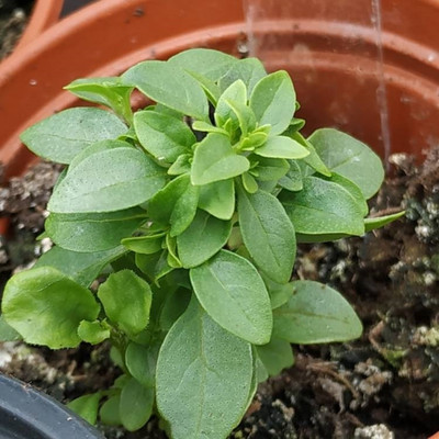 Qualtivate KGF -24 Basil Minette Dwarf Fine Bush Seed(1000 per packet)