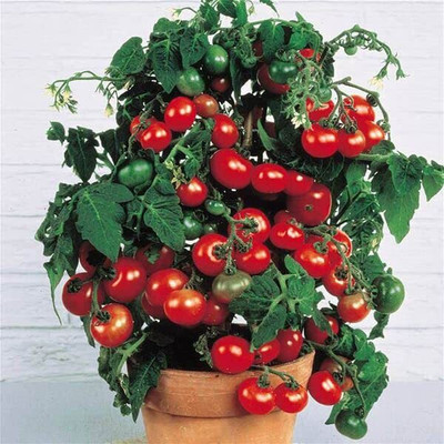Cloud Farm TOMATO SEEDS Seed(300 per packet)