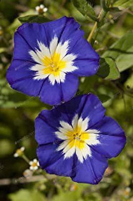 Aro Morning glory Seed(26 per packet)