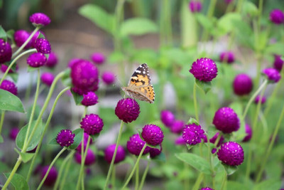 Quentova Gomphrena- Purple Flower-VNT-5E Seed(75 per packet)
