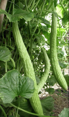 VibeX LX-81 - Hybrid Long melon kakdi kakri - (1350 Seeds) Seed(1350 per packet)