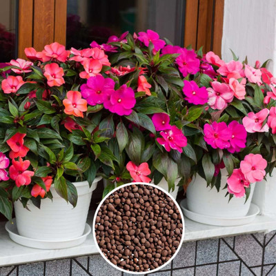 bloomaura Impatiens seeds Seed(25 per packet)