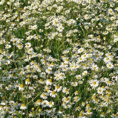 VibeX XLL-86 - Chamaemelum Nobile Roman Chamomile - (750 Seeds) Seed(750 per packet)