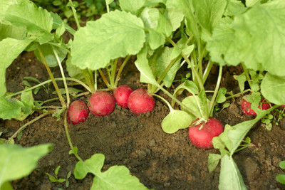 XOLDA Organic red round radish Seed(15 per packet)
