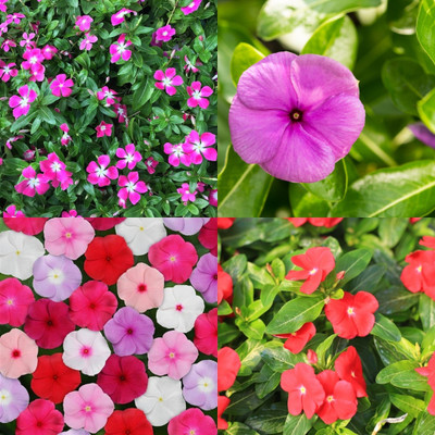 ibains Vinca seeds hybrid mixed bij 20 Seed(20 per packet)