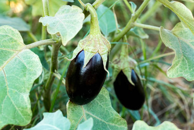 Kodali Hybrid F1 Brinjal Seeds Pack Of 45 Seed(45 per packet)