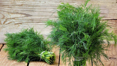 CYBEXIS PAU-96 - Dill for Planting - (750 Seeds) Seed(750 per packet)