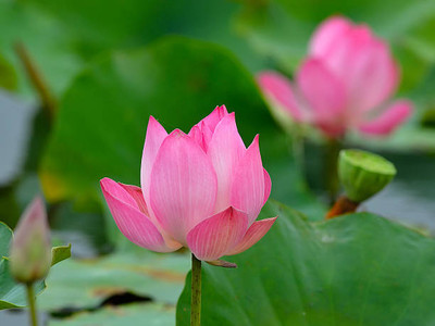 Digibusy lotus,kamal gatta Seed(14 per packet)