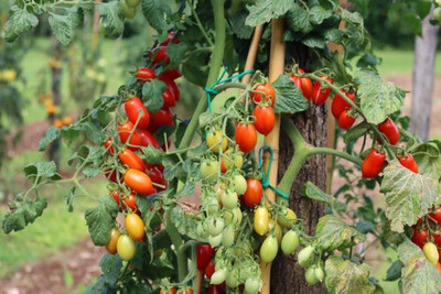 SIDDHI VINAYAK tomato Seed(145 per packet)