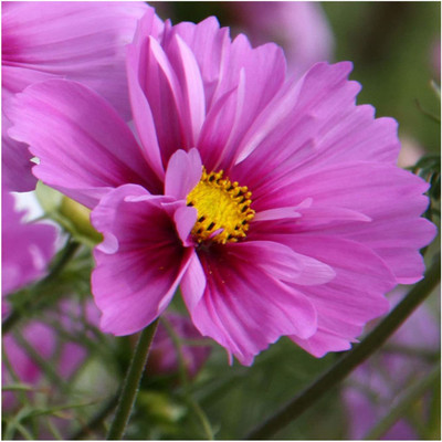 CYBEXIS Cosmos 'Fizzy Mixed' Seeds. Fizzy Cosmos Seed(50 per packet)