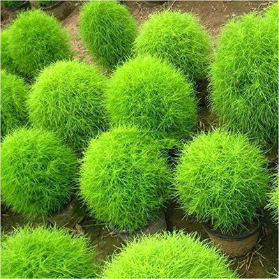 Lorvox Kochia Seed(90 per packet)