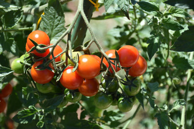 growfine tomato Seed(110 per packet)