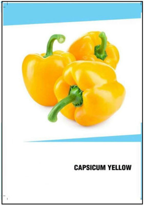 CYBEXIS Hybrid Yellow Capsicum Seeds(2500 Seeds) Seed(2500 per packet)