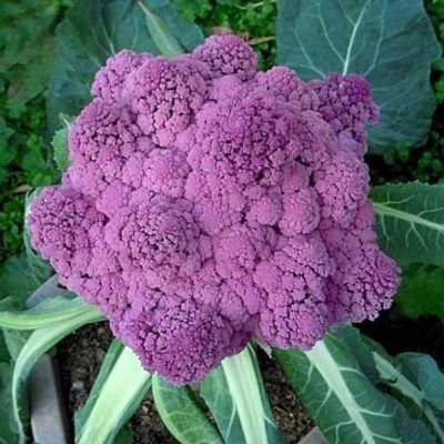 CYBEXIS Organic F1 Hybrid Purple Cauliflower Seeds2000 Seeds Seed(2000 per packet)