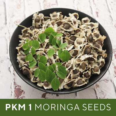 CYBEXIS LX-30 - MORINGA Drumstick - PKM-1 - (450 Seeds) Seed(450 per packet)