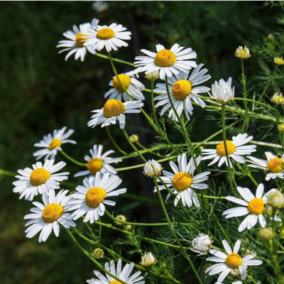 CYBEXIS NBIR-93 - Chamomile Roman - (750 Seeds) Seed(750 per packet)