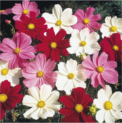 CYBEXIS Cosmos - Dwarf Mix Seed(1 g)