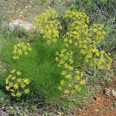 CYBEXIS NDIR-34 - Florence Fennel Herb - (2250 Seeds) Seed(2250 per packet)