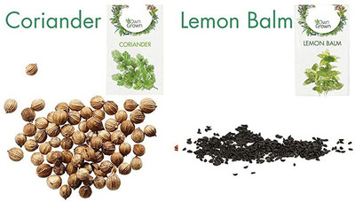 CYBEXIS 2 - Varities Seeds Combo-Coriander,Lemon Balm Seed(10 g)