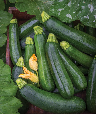 CYBEXIS NDIR-68 - Best Zucchini Summer Squash - (225 Seeds) Seed(225 per packet)
