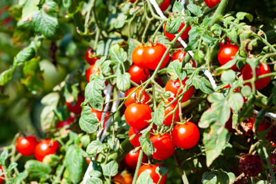 Optima tomato Seed(75 per packet)