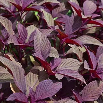 Aywal Red(Amaranthus) Lal Saag Cheera Hybrid Spinach Seed(1000 per packet)