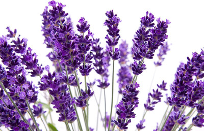 KNESSiN Lavender Herb[400 Seeds] Seed(400 per packet)