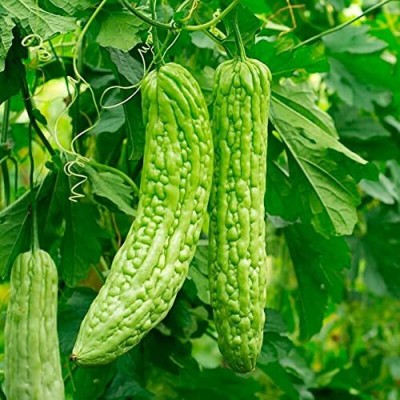 Aywal Bitter gourd seeds, Bitter melons Seed(90 per packet)